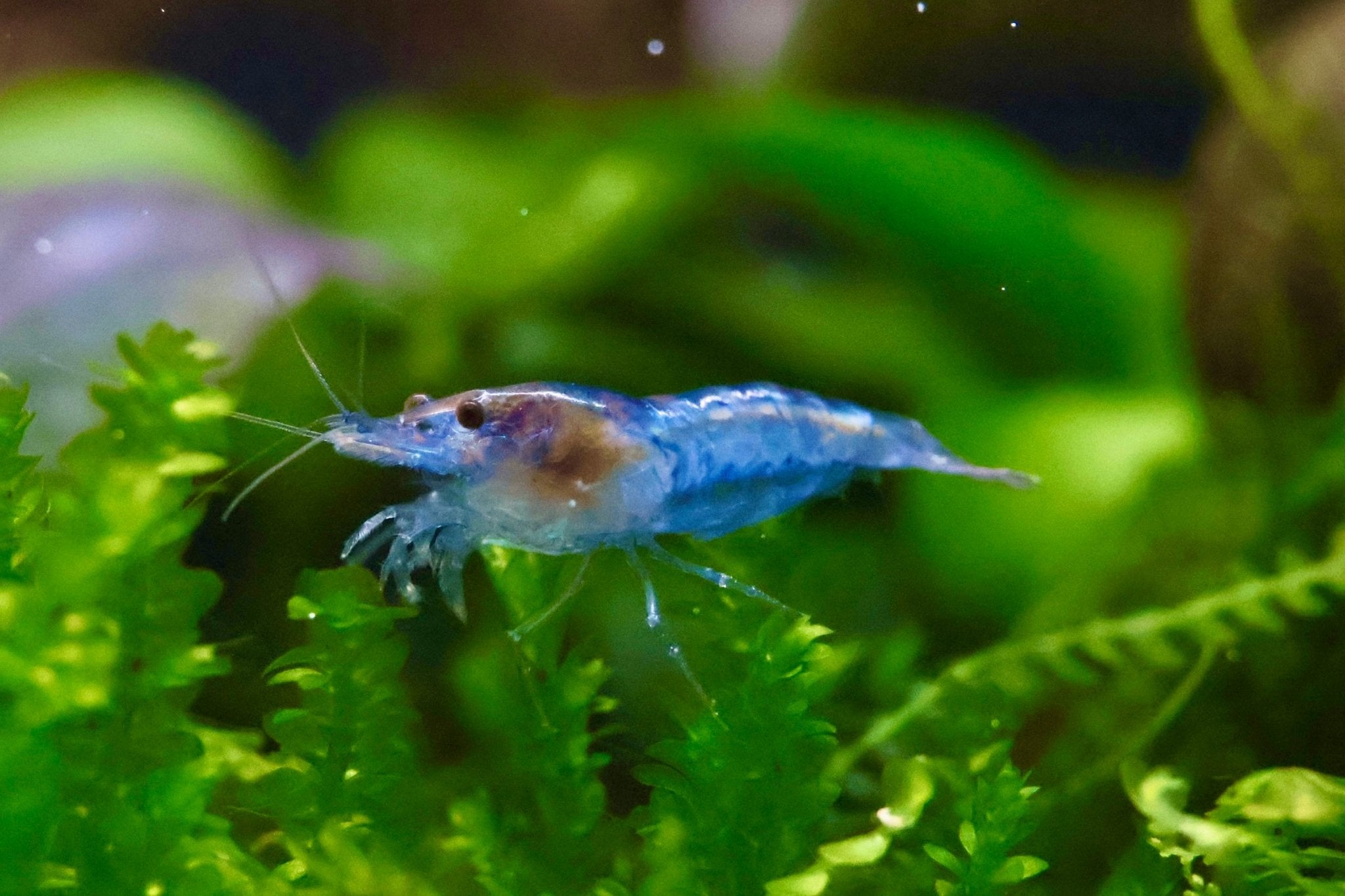 10 Zwerggarnelen im Mix - Bunte Tüte - Water - Plants