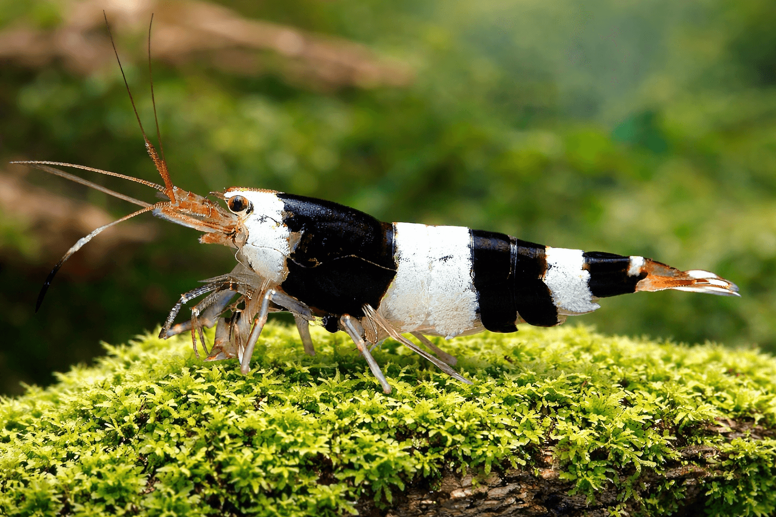 Black Bee Zwerggarnele - Water - Plants