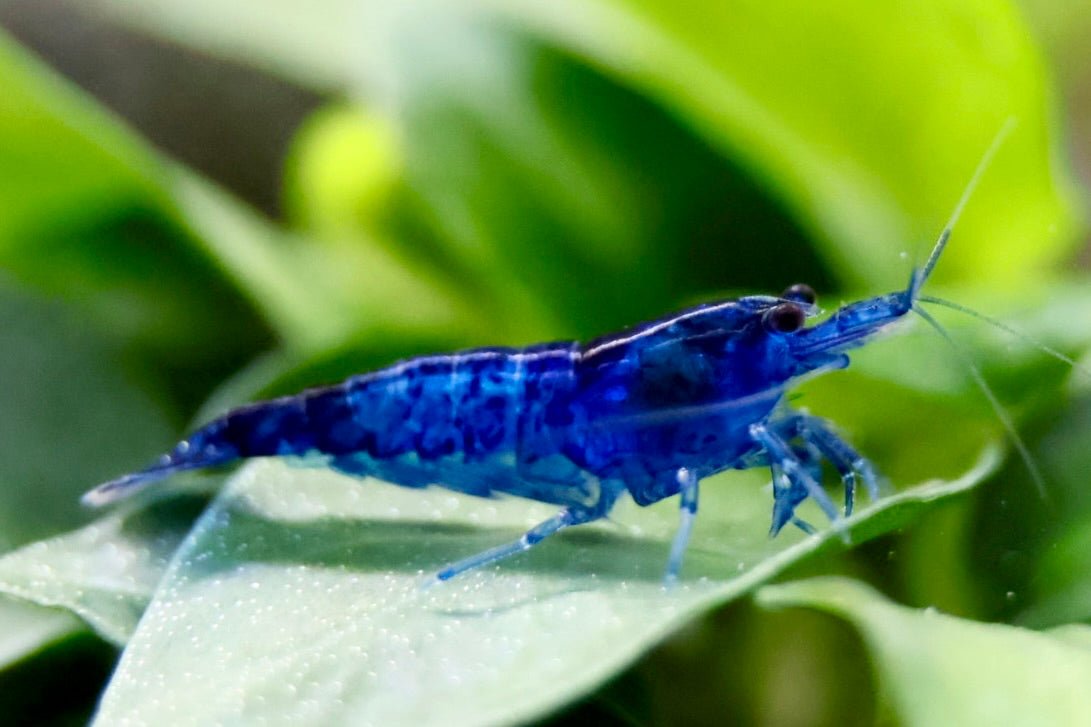 Blue Dream Zwerggarnele - Water - Plants