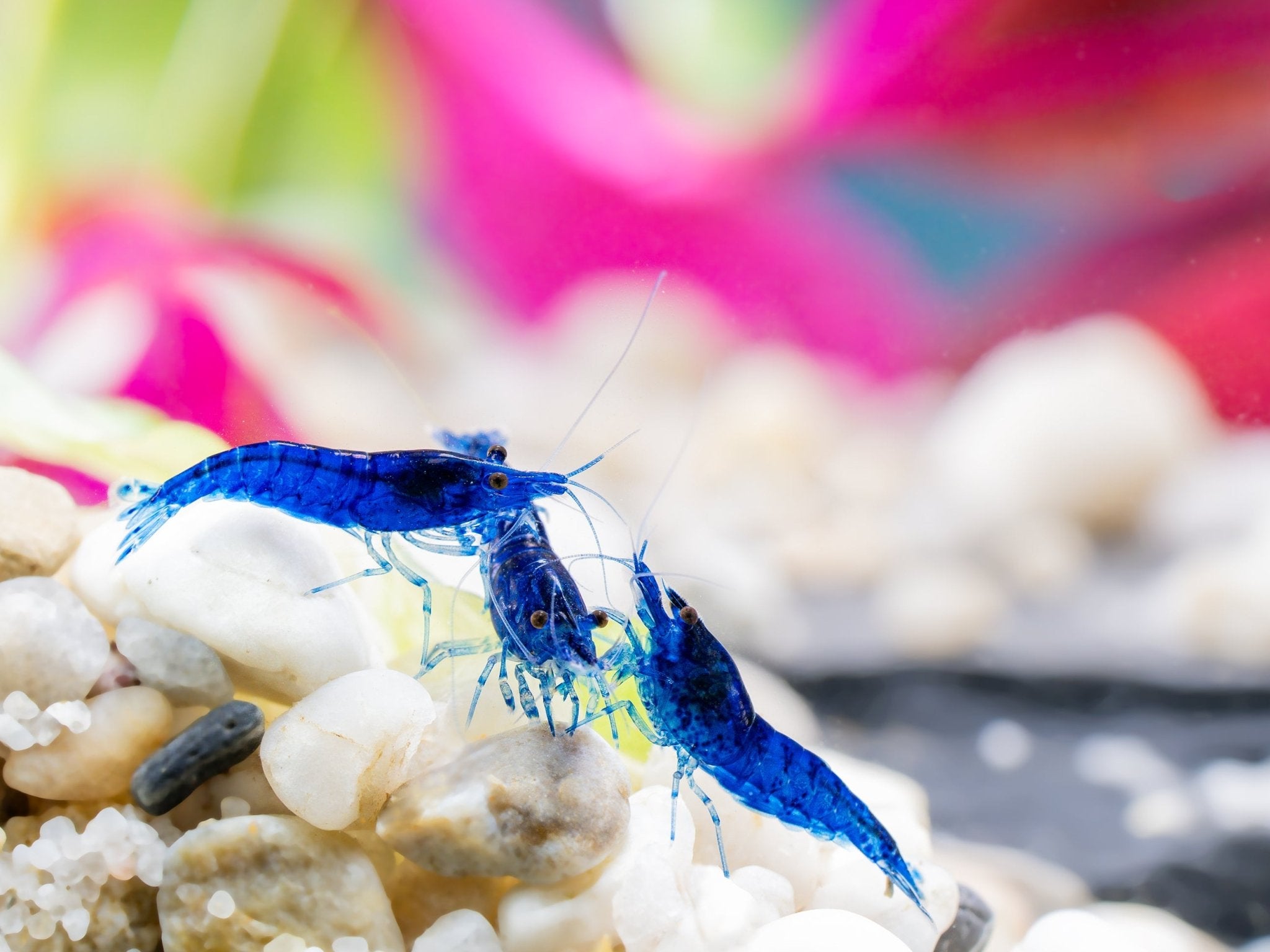 Blue Dream Zwerggarnele - Water - Plants