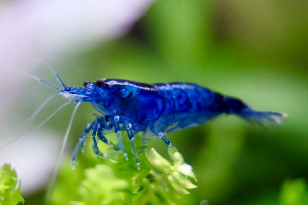 Blue Dream Zwerggarnele - Water - Plants