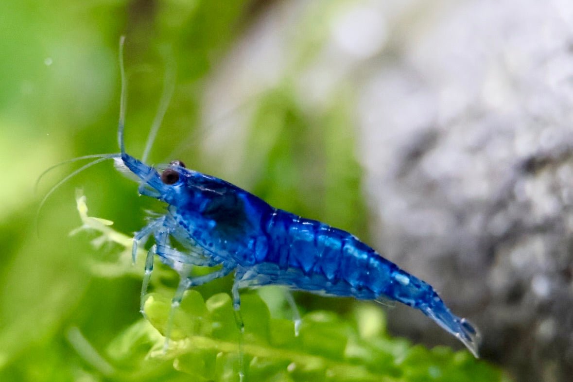 Blue Dream Zwerggarnele - Water - Plants