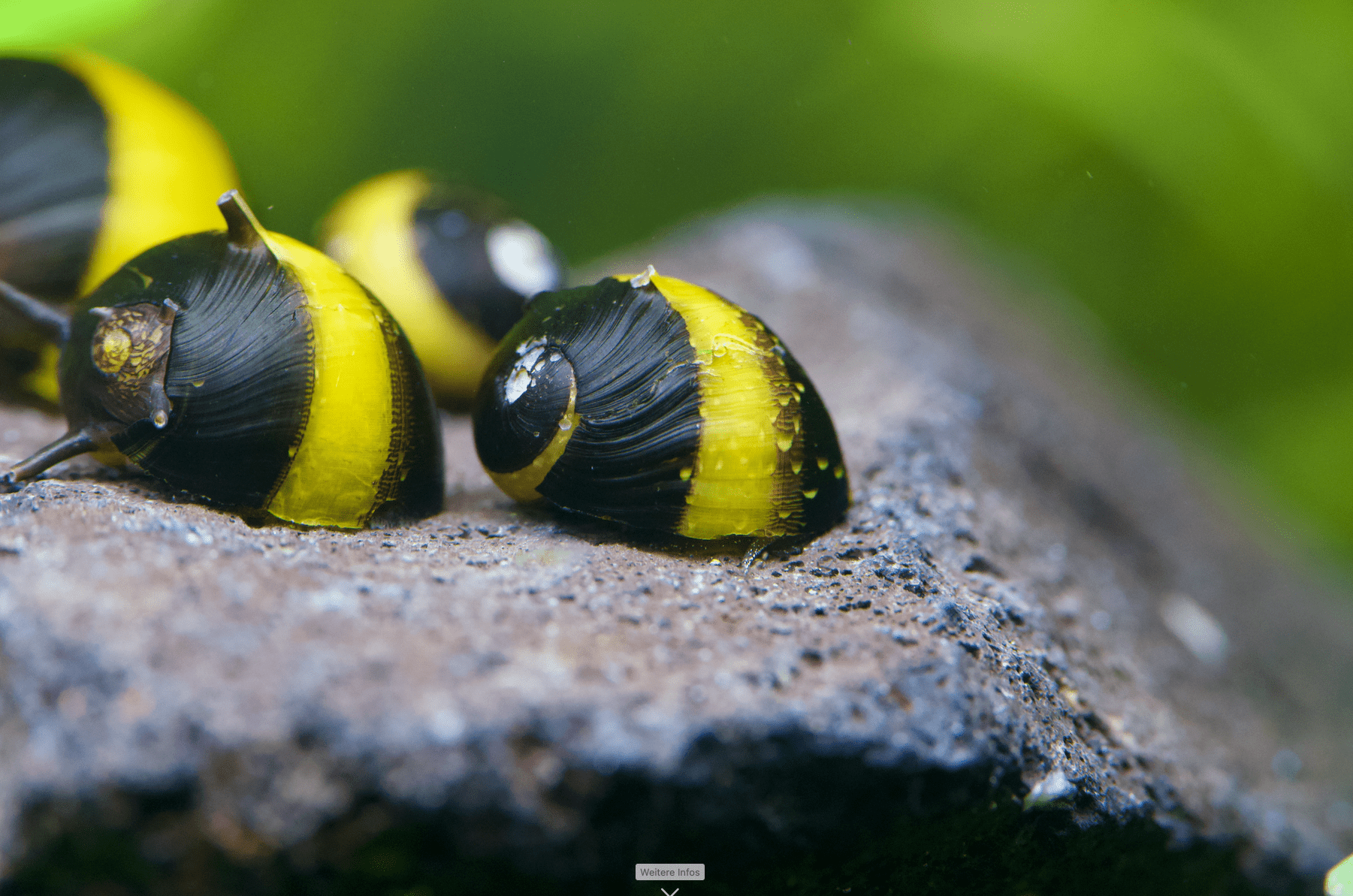 Geweihschnecke Black & Gold - Clithon sp. - Water - Plants