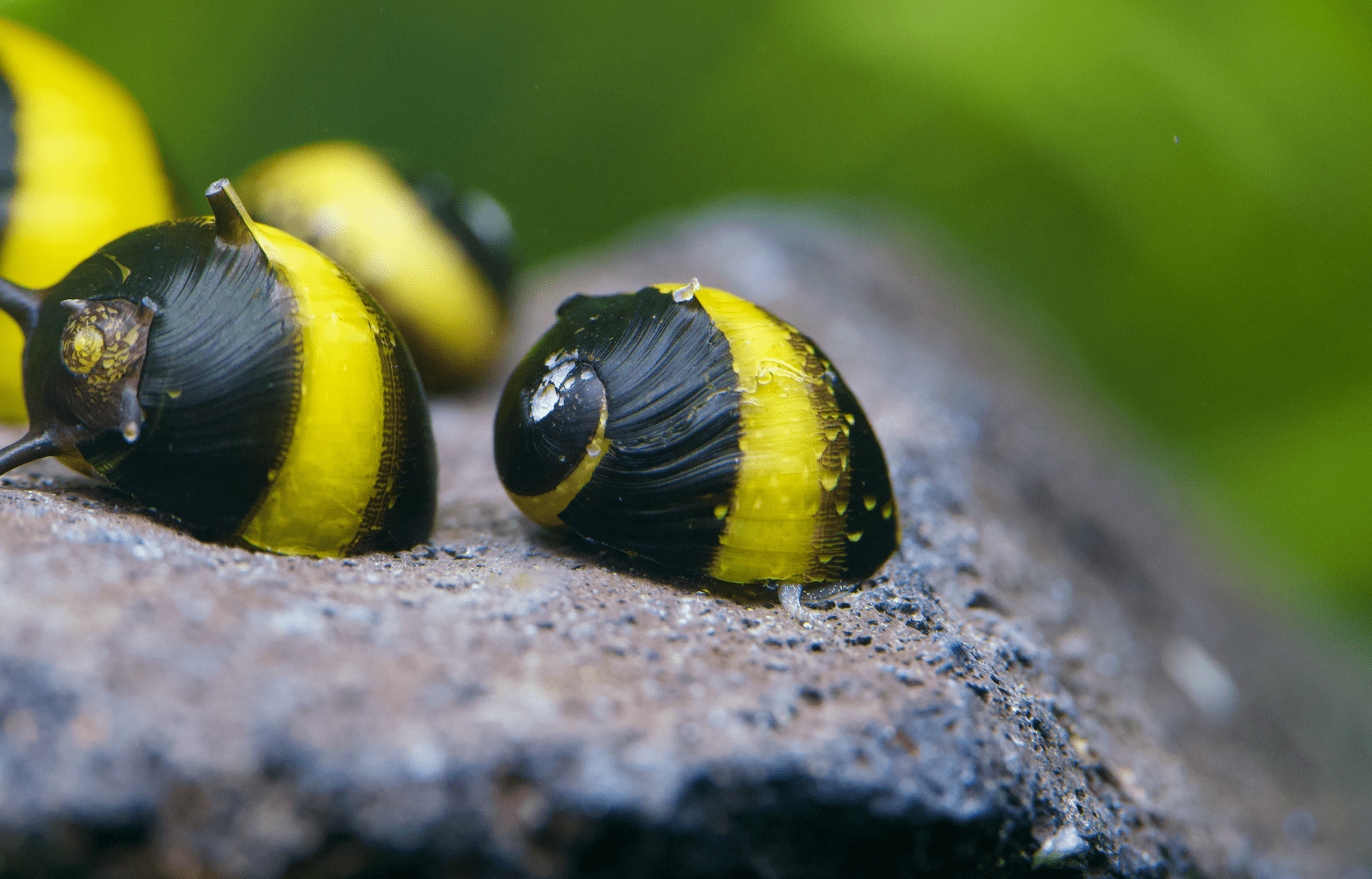 Geweihschnecke Black & Gold - Clithon sp. - Water - Plants