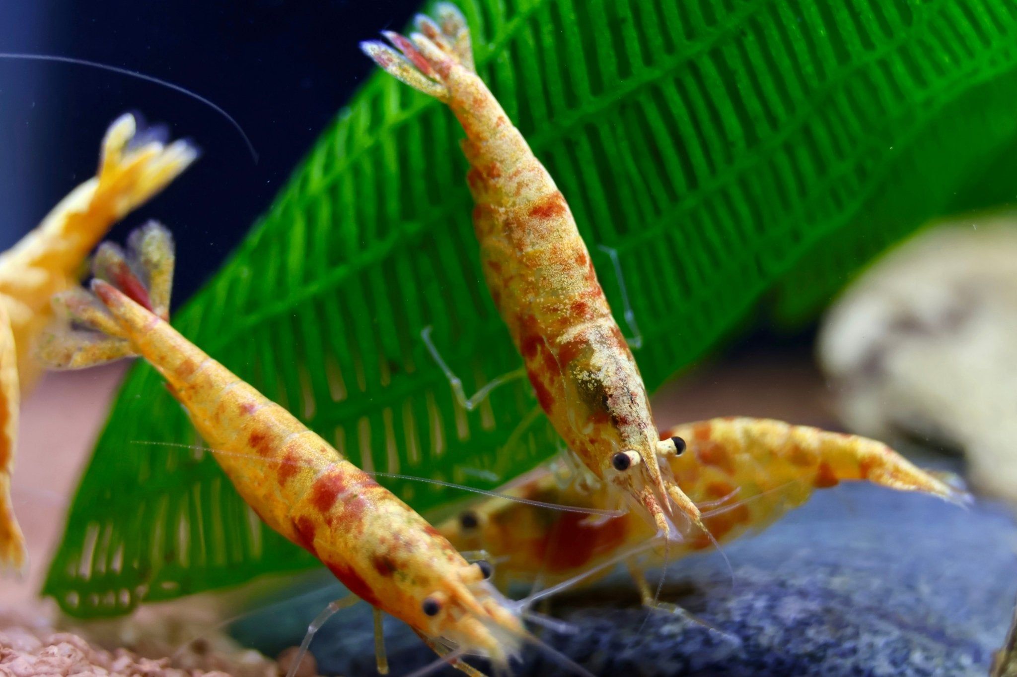 Koi Sunburst Zwerggarnele - Neocaridina davidi - Water - Plants