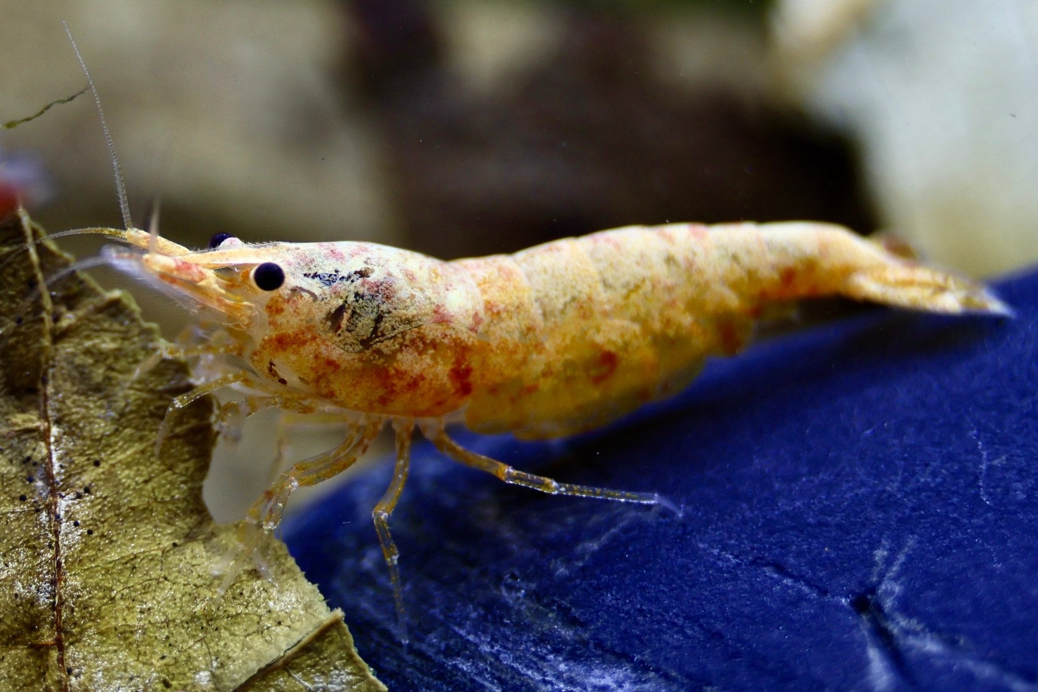 Koi Sunburst Zwerggarnele - Neocaridina davidi - Water - Plants