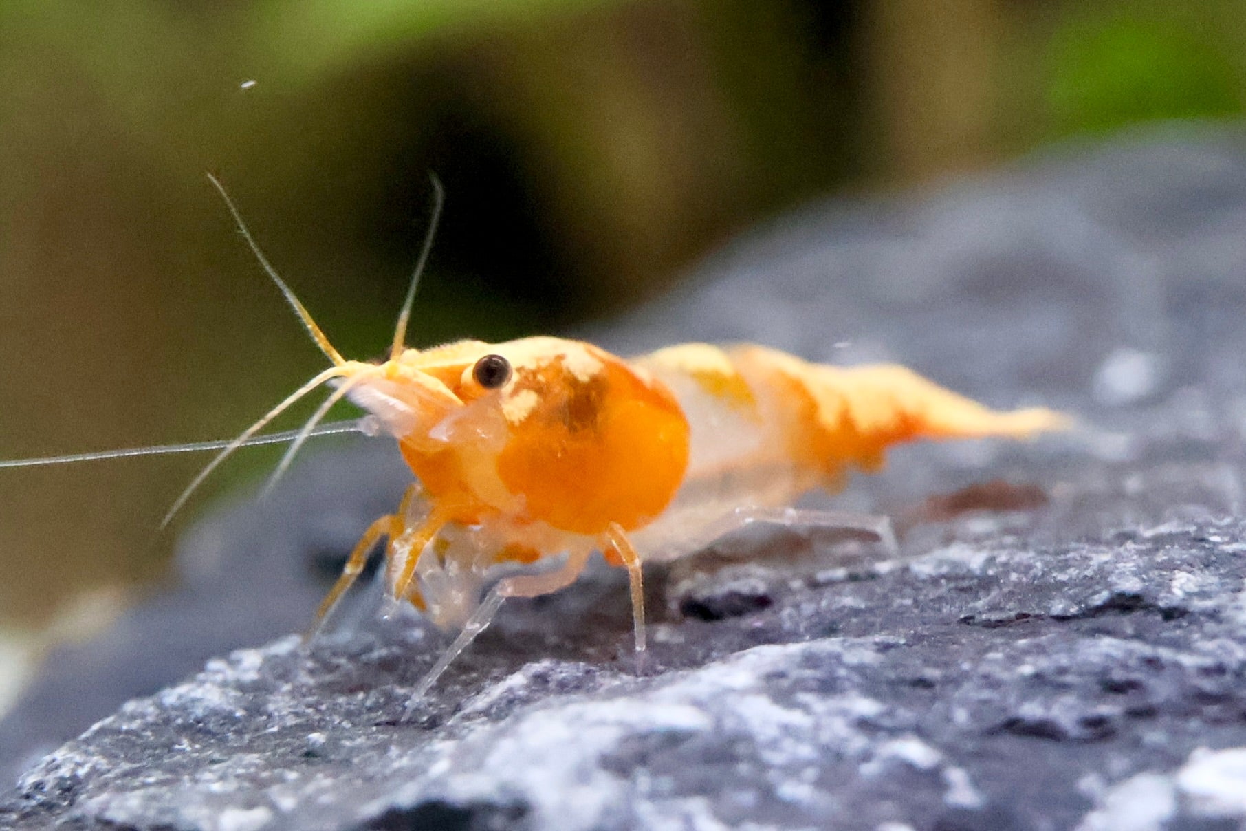 Orange Rili Zwerggarnele - Water - Plants