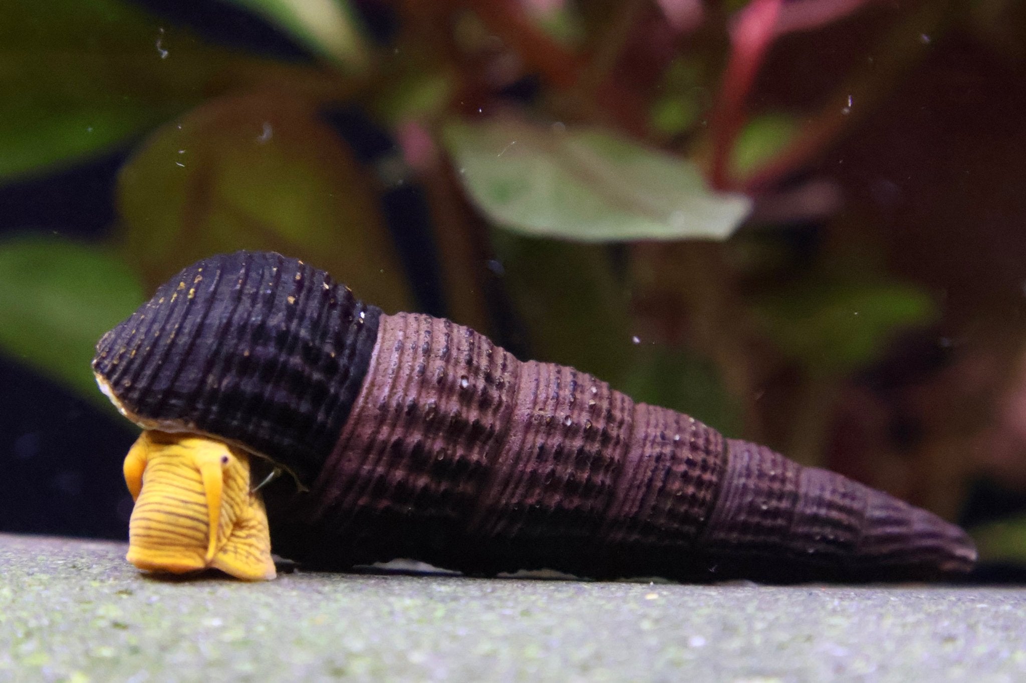 Orangene Felsenschnecke - Orange Tylomelania - Water - Plants