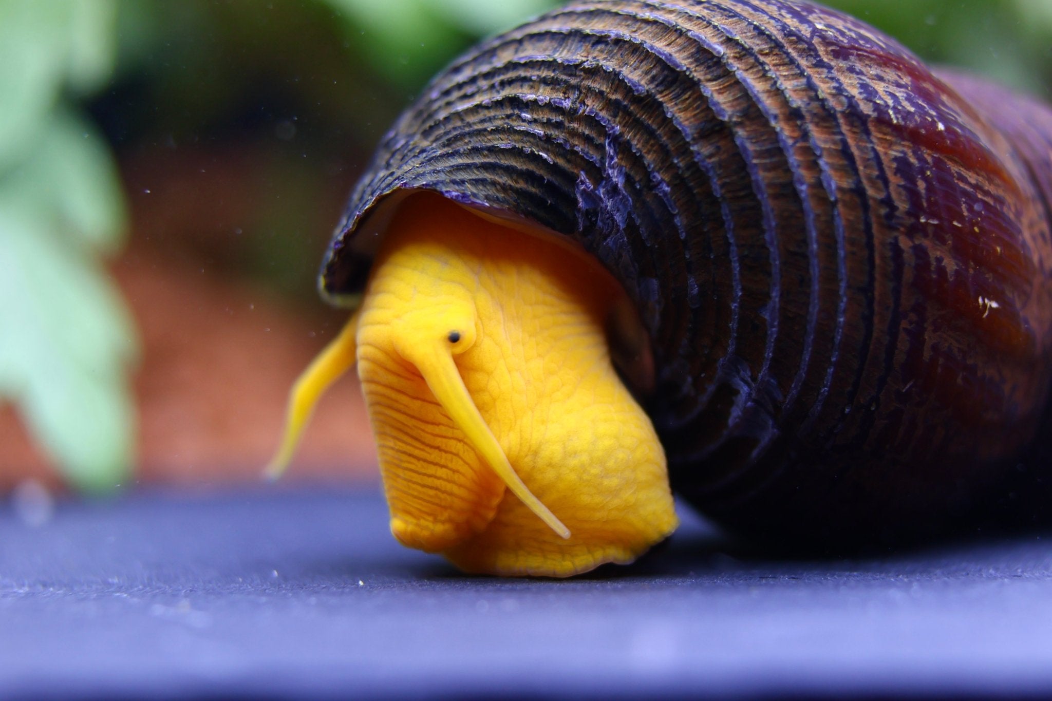 Orangene Felsenschnecke - Orange Tylomelania - Water - Plants
