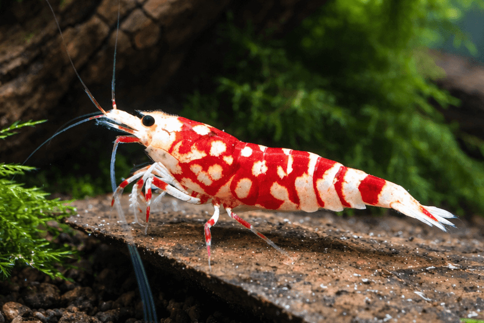 Red Fancy Tiger Zwerggarnele - Water - Plants