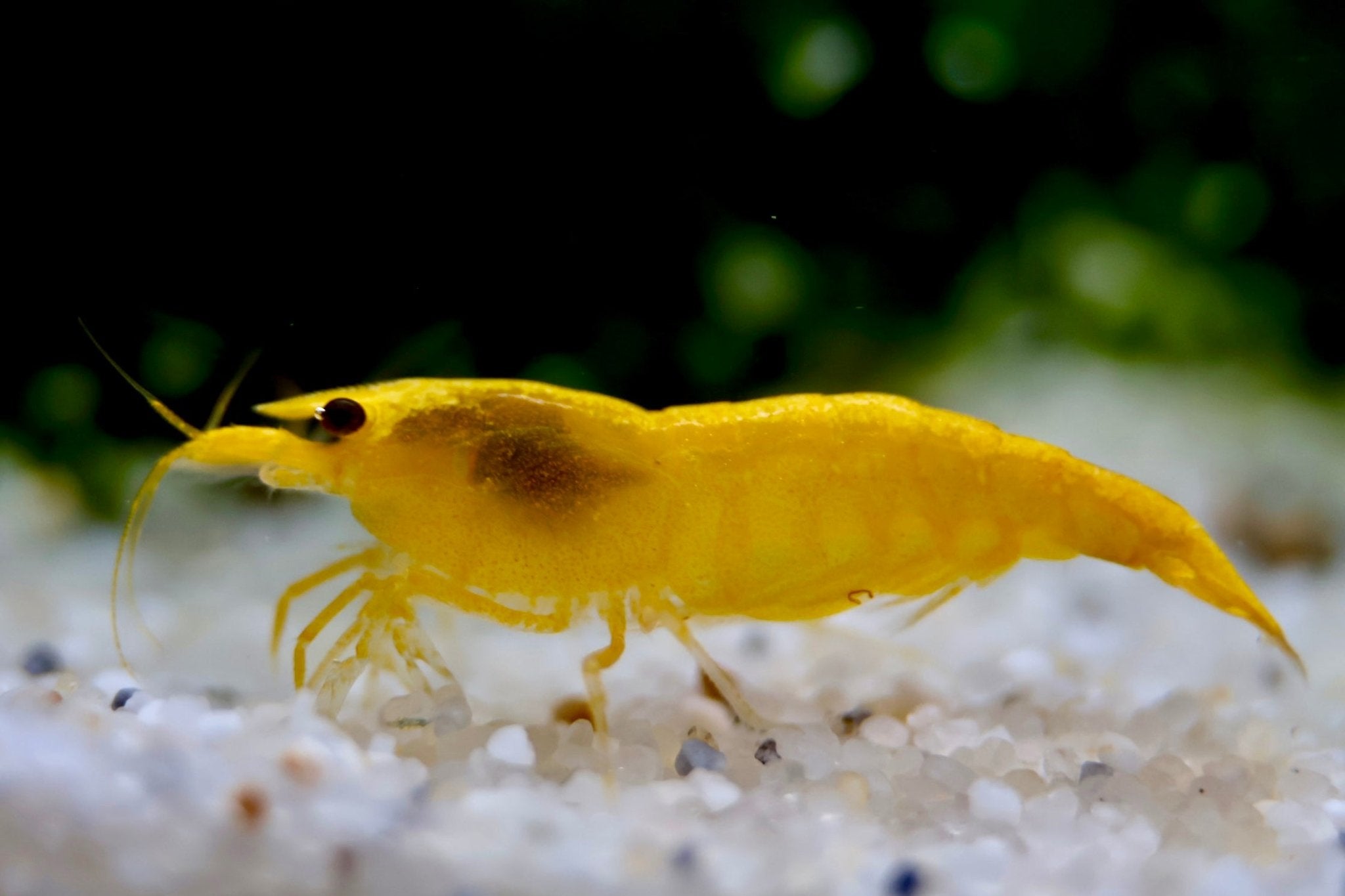 Yellow Sakura Zwerggarnele - Water - Plants