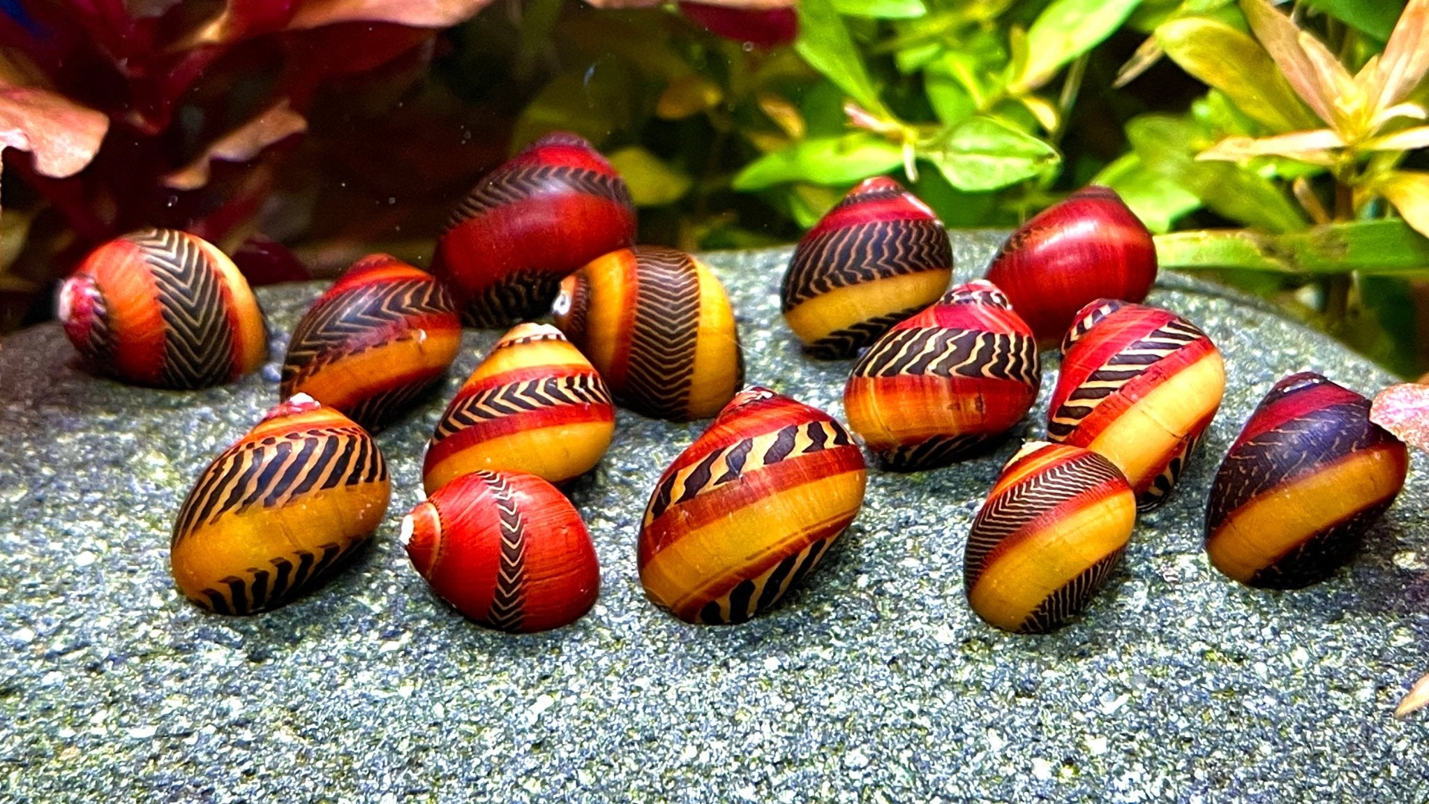 Rote Rennschnecke - Vittina waigiensis - Water - Plants