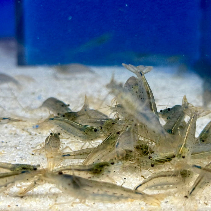 Mehrere große Amanogarnelen im Aquarium