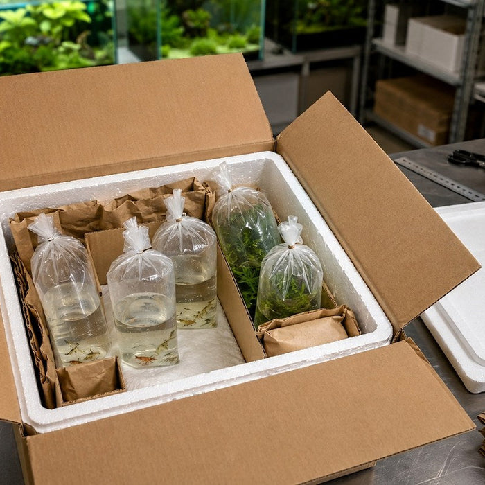 Geöffnetes Versandpaket mit Styroporbox, Umkarton und Transportbeuteln für Tiere und Wasserpflanzen