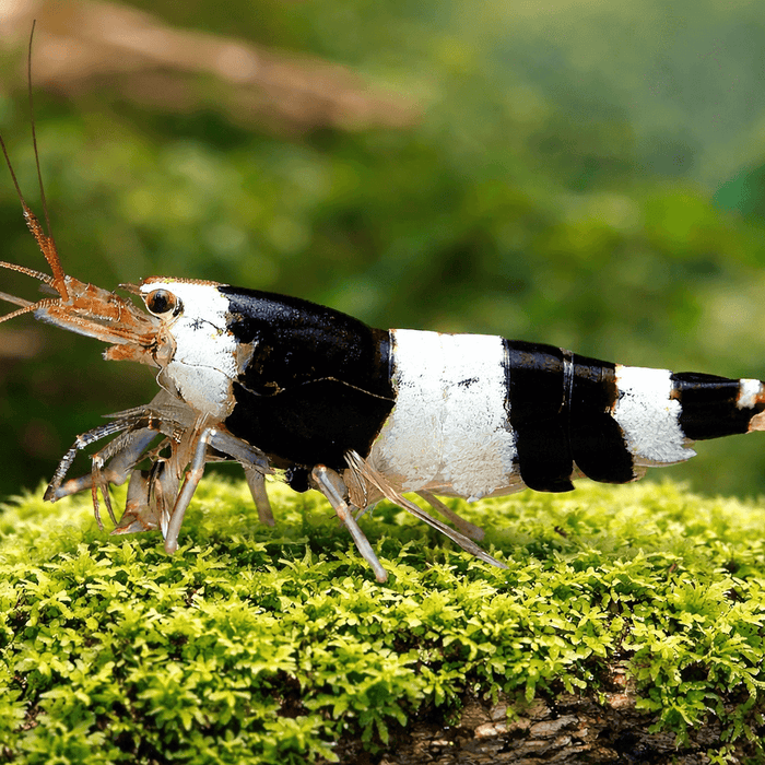 Black Bee - Caridina logemanni