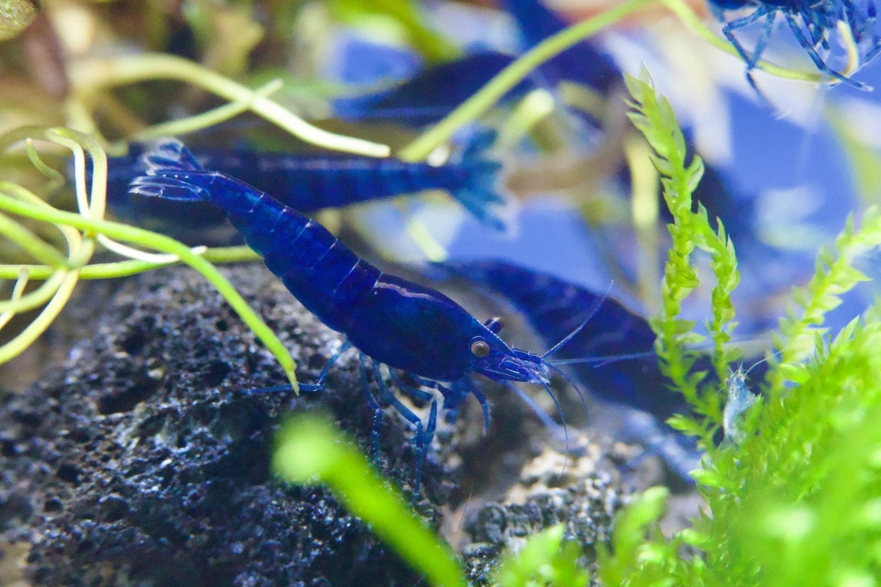 Blue Diamond Zwerggarnele im bepflanzten Neocaridina-Aquarium – Aquariso Ratgeber