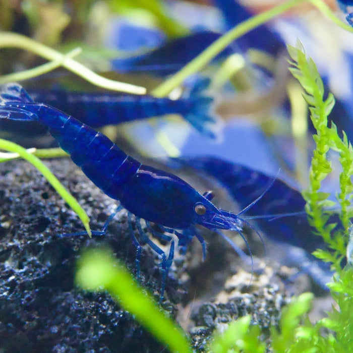 Blue Diamond Zwerggarnele im bepflanzten Neocaridina-Aquarium – Aquariso Ratgeber