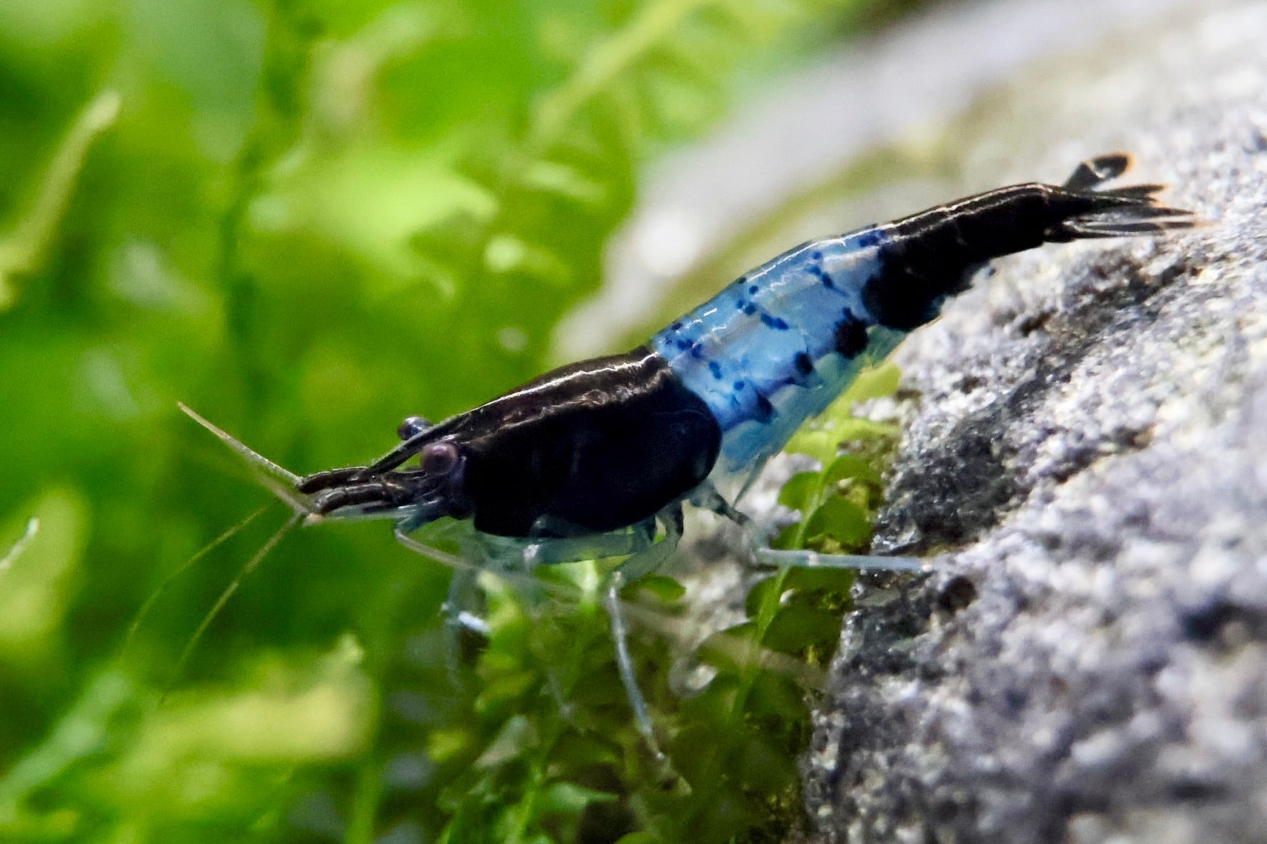 Blue-Rili-Zwerggarnele mit blauen und transparenten Körperbereichen als Beispiel einer Neocaridina-Farbform