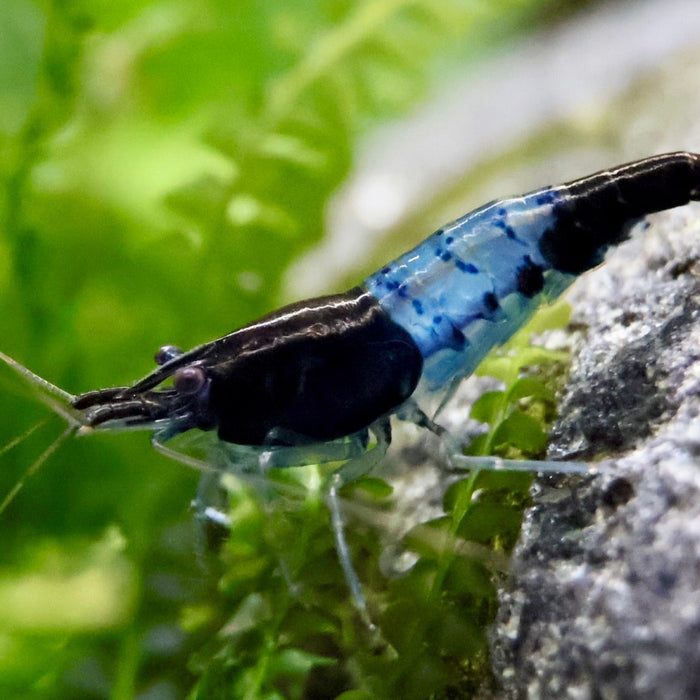 Blue-Rili-Zwerggarnele mit blauen und transparenten Körperbereichen als Beispiel einer Neocaridina-Farbform