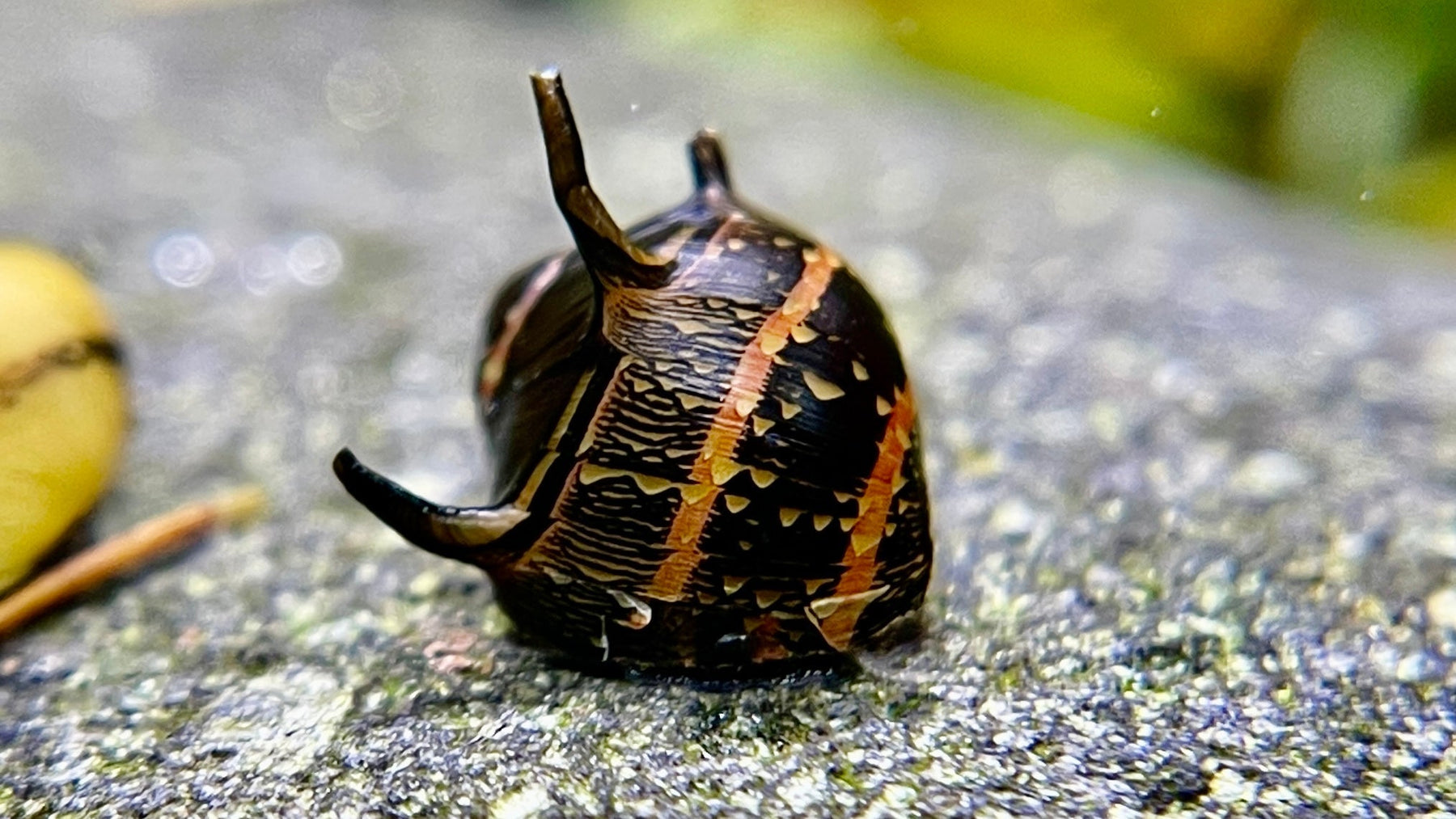 Schwarze Geweihschnecke auf einer Steinoberfläche