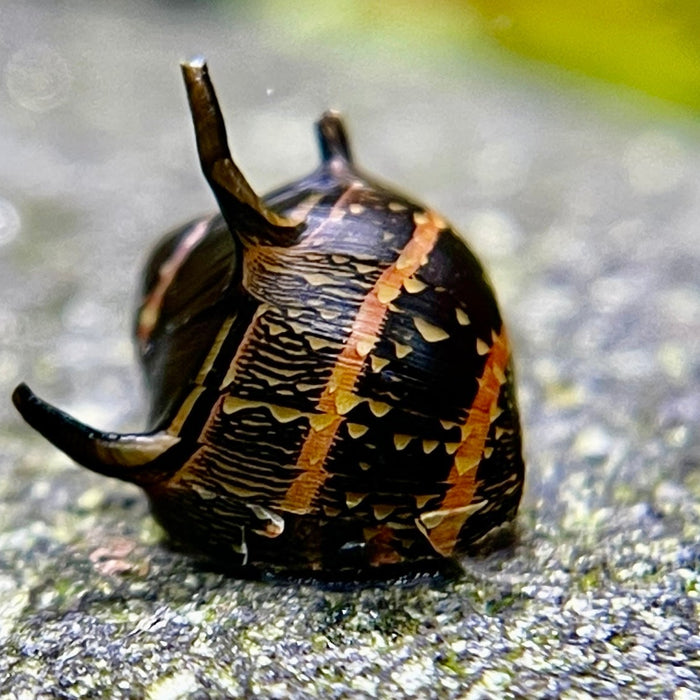 Schwarze Geweihschnecke auf einer Steinoberfläche