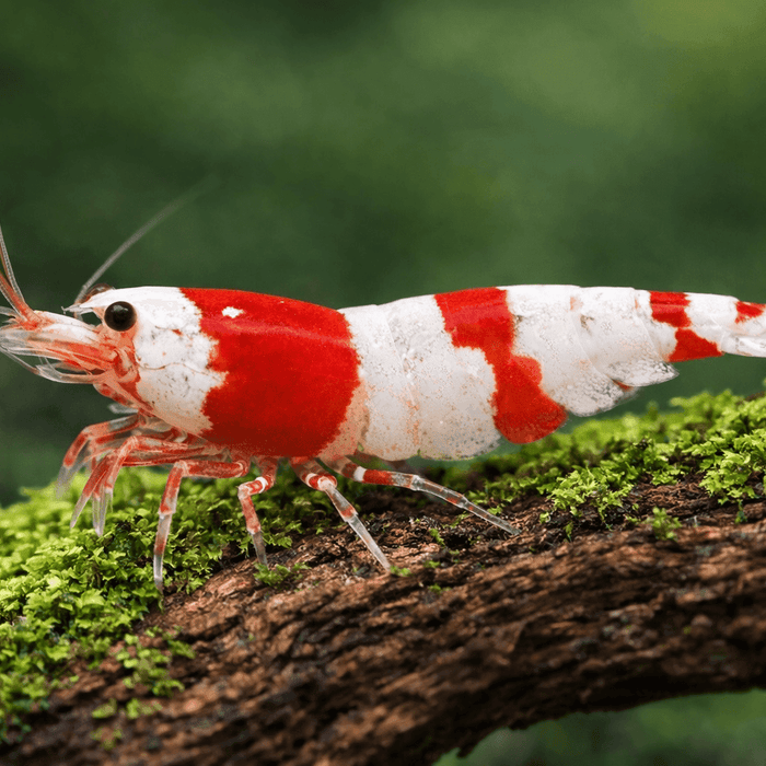 Red Bee - Caridina logemanni