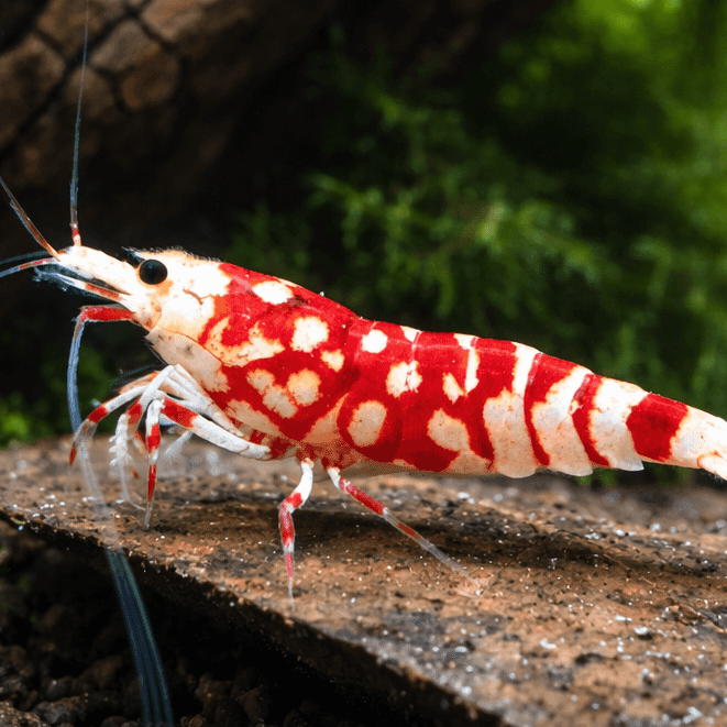 Red Fancy Tiger Zwerggarnele