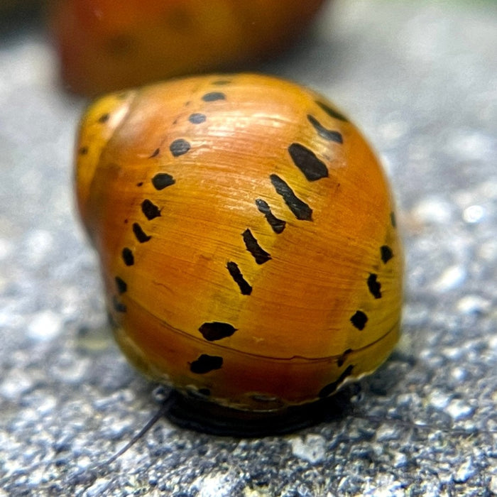 Orange-Track-Rennschnecke mit dunkel gezeichnetem Gehäuse
