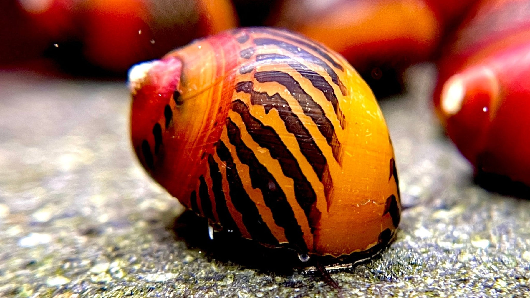 Rot gezeichnete Rennschnecke Vittina waigiensis auf einer Oberfläche