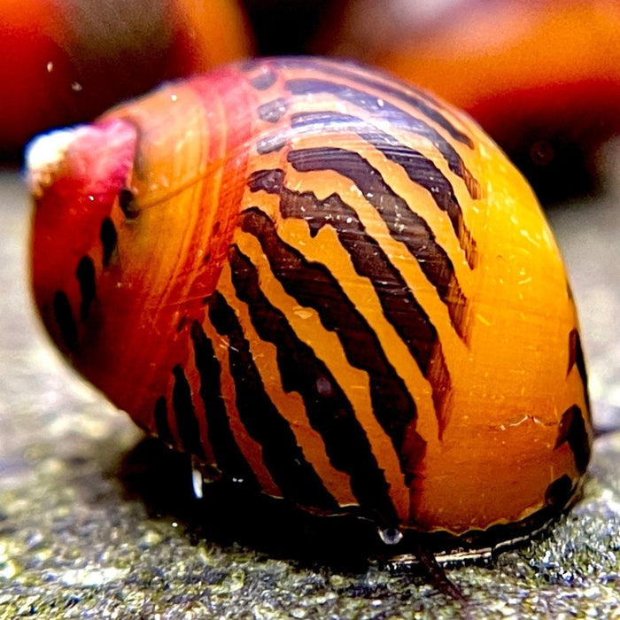 Rot gezeichnete Rennschnecke Vittina waigiensis auf einer Oberfläche