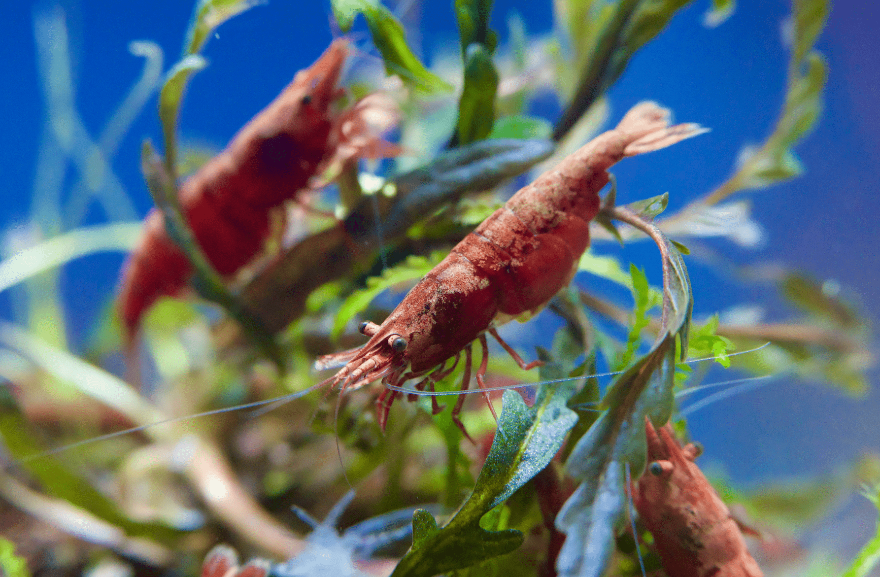 Rote Sakura-Zwerggarnelen zwischen Aquarienpflanzen