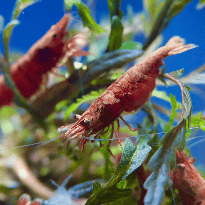 Rote Sakura-Zwerggarnelen zwischen Aquarienpflanzen