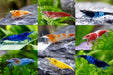 10 Zwerggarnelen im Mix - Bunte Tüte - Water - Plants