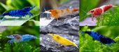 10 Zwerggarnelen im Mix - Bunte Tüte - Water - Plants