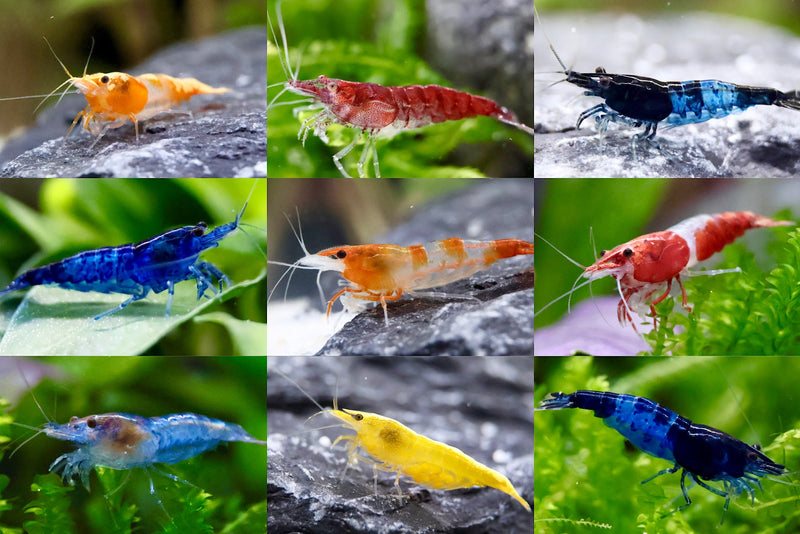 10 Zwerggarnelen im Mix - Bunte Tüte - Water - Plants