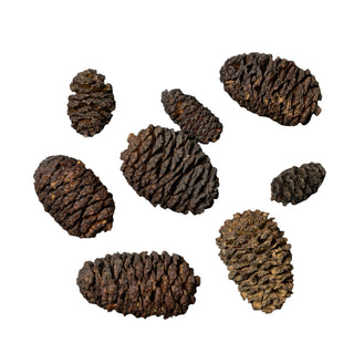 Dennerle Black Cones – Erlenzapfen fuer Aquarien