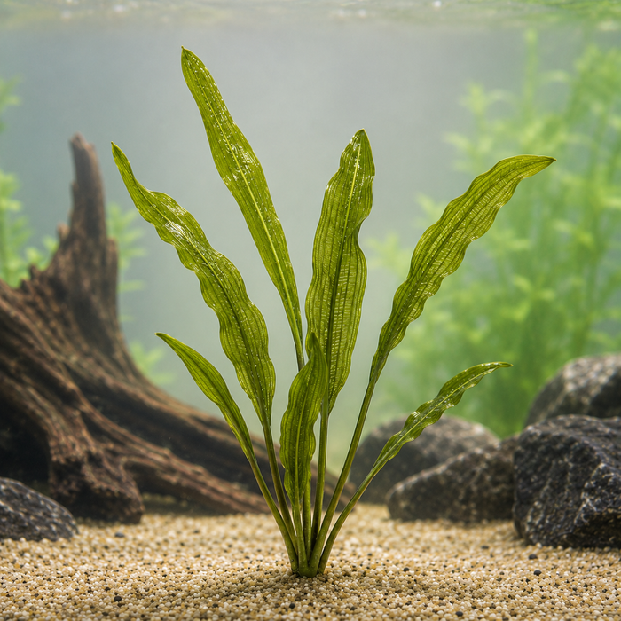 Aponogeton henkelianus