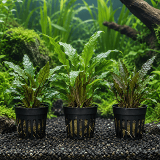 3er Cryptocoryne-Topf-Set – Cryptocoryne spp.