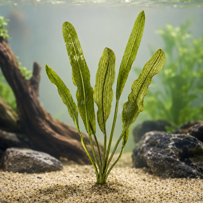 Aponogeton henkelianus