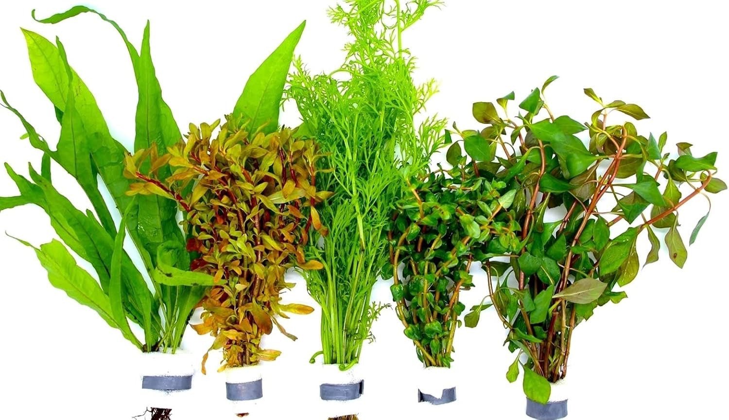 5 Bund Wasserpflanzen im Set - Water - Plants