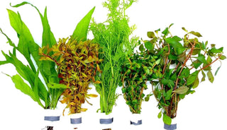 5 Bund Wasserpflanzen im Set