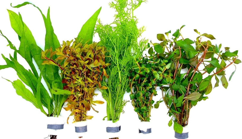 5 Bund Wasserpflanzen im Set - Water - Plants