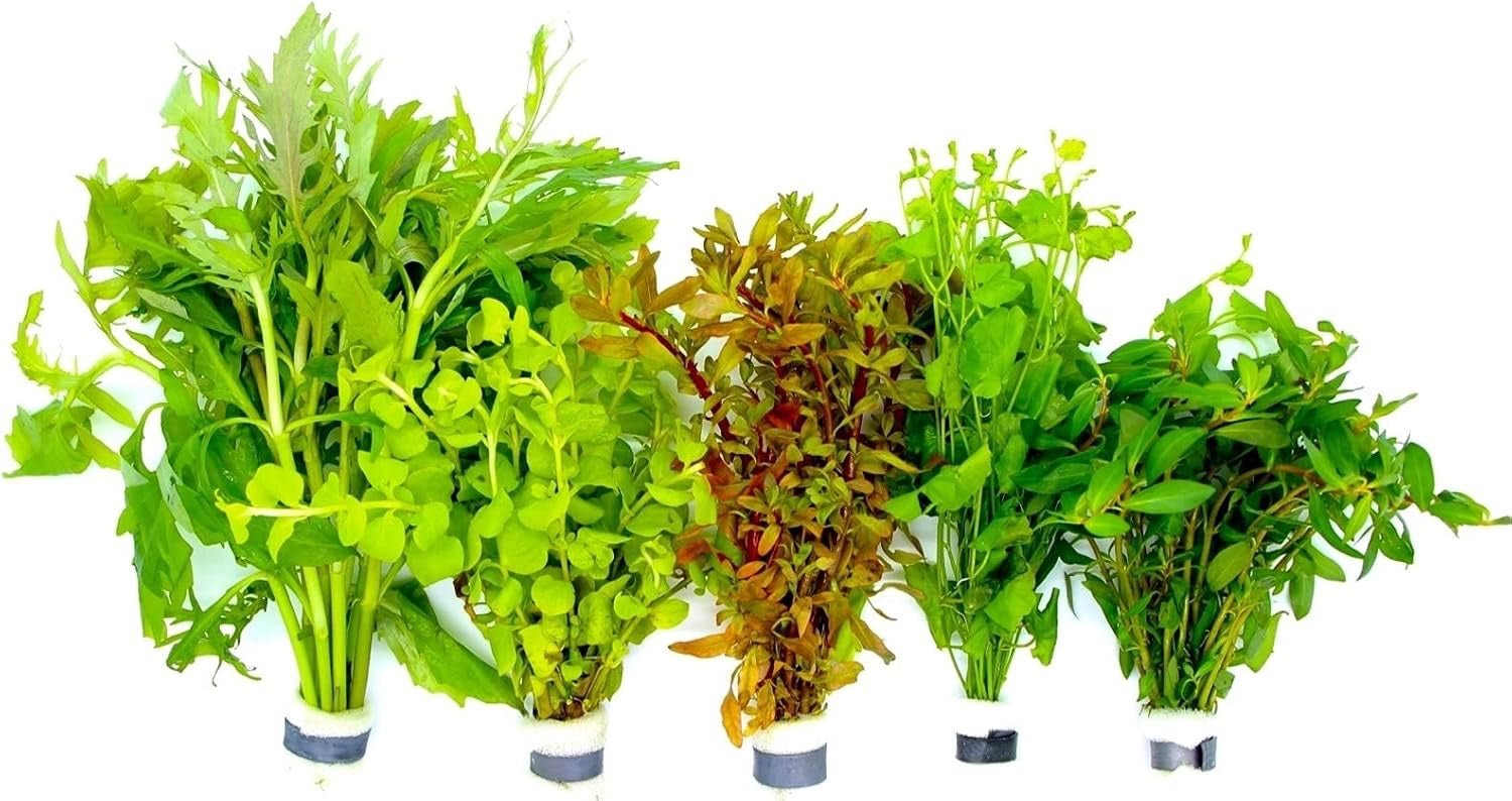 5 Bund Wasserpflanzen im Set - Water - Plants