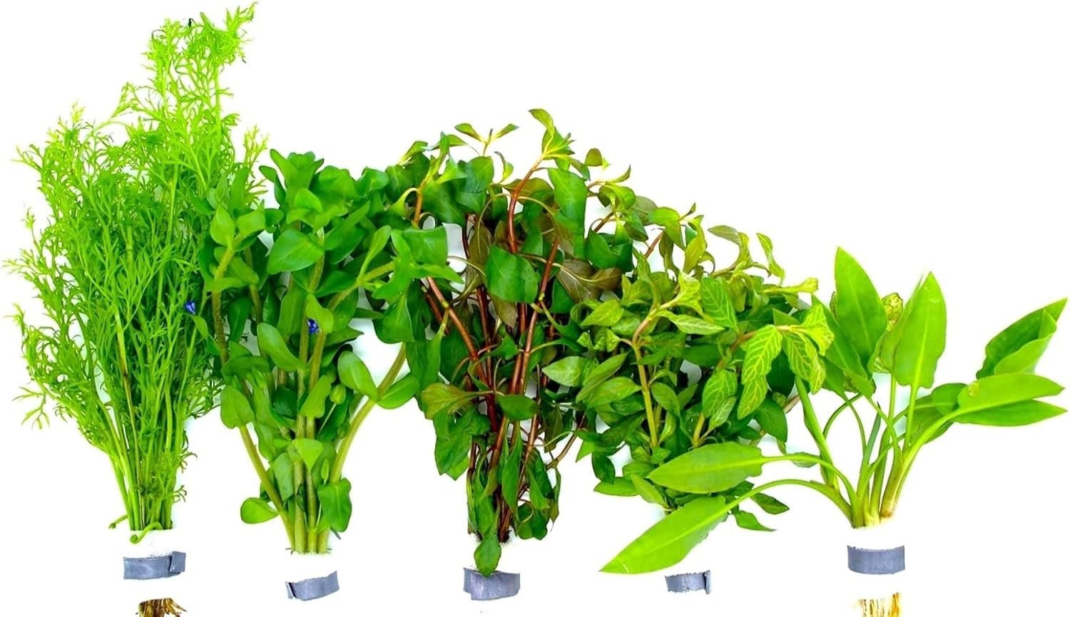 5 Bund Wasserpflanzen im Set - Water - Plants