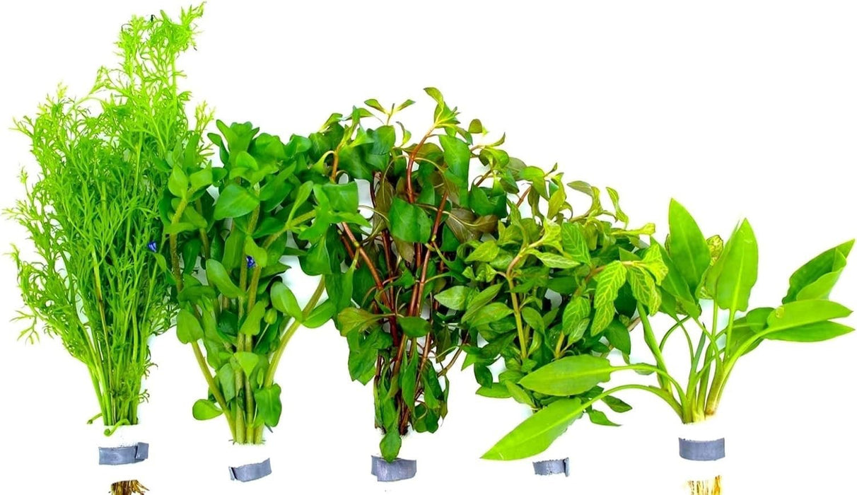 100 Aquarienpflanzen Im Set – 15 Bündel + 7 Topfpflanzen, 10–12 Sorten Für Eine üppige Unterwasserlandschaft 100 Aquarienpflanzen Im Set – 15 Bündel + 7 Topfpflanzen, 10–12 Sorten Für Eine üppige Unterwasserlandschaft