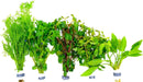 5 Bund Wasserpflanzen im Set - Water - Plants