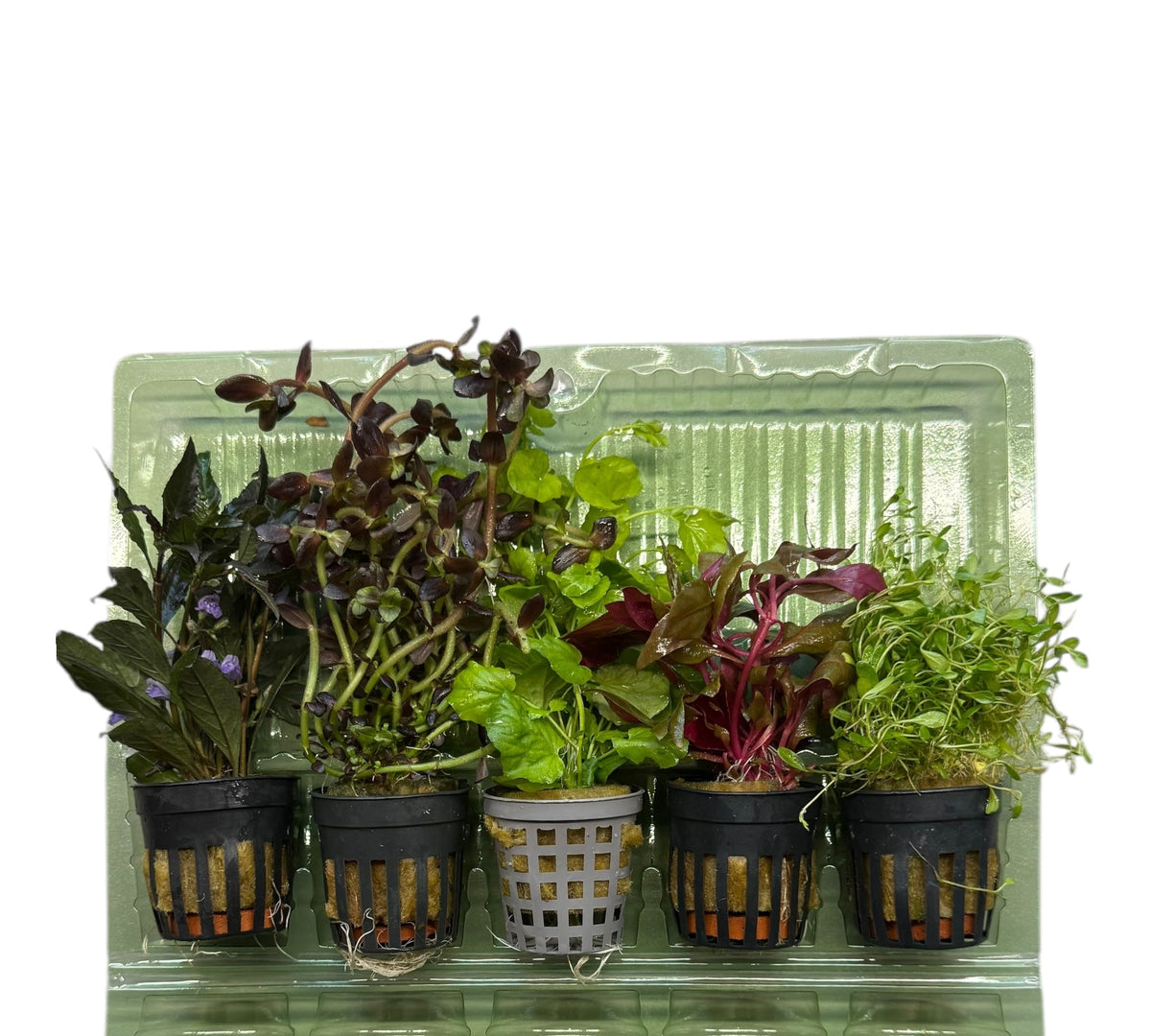 5er Topf Wasserpflanzen , Aquarium Pflanzen Set - Water - Plants