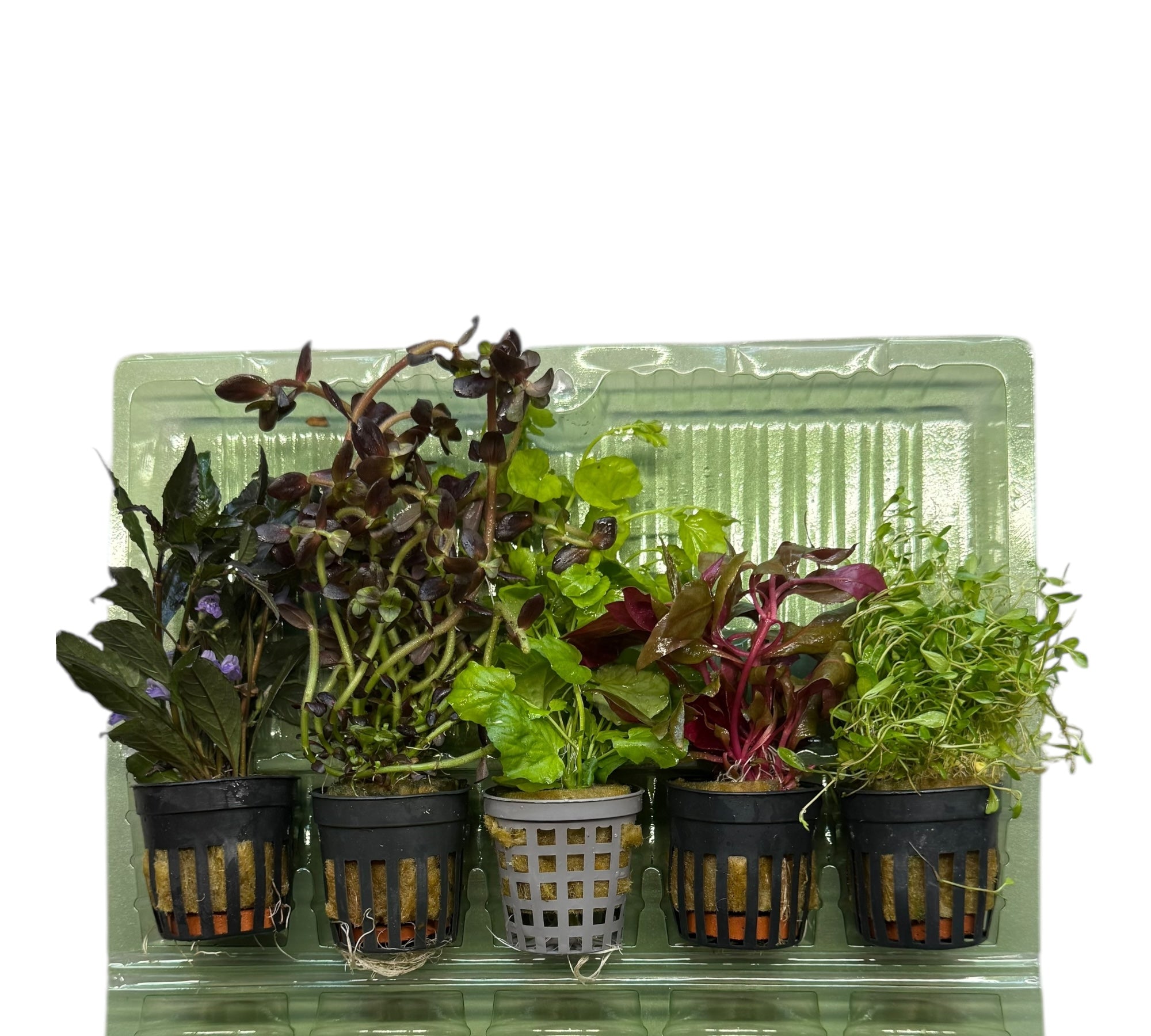 5er Topf Wasserpflanzen , Aquarium Pflanzen Set - Water - Plants