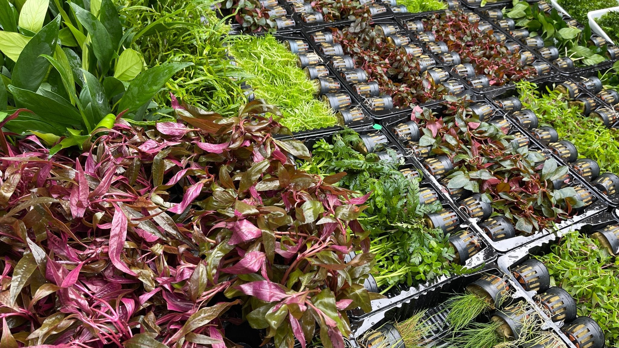 5er Topf Wasserpflanzen , Aquarium Pflanzen Set - Water - Plants