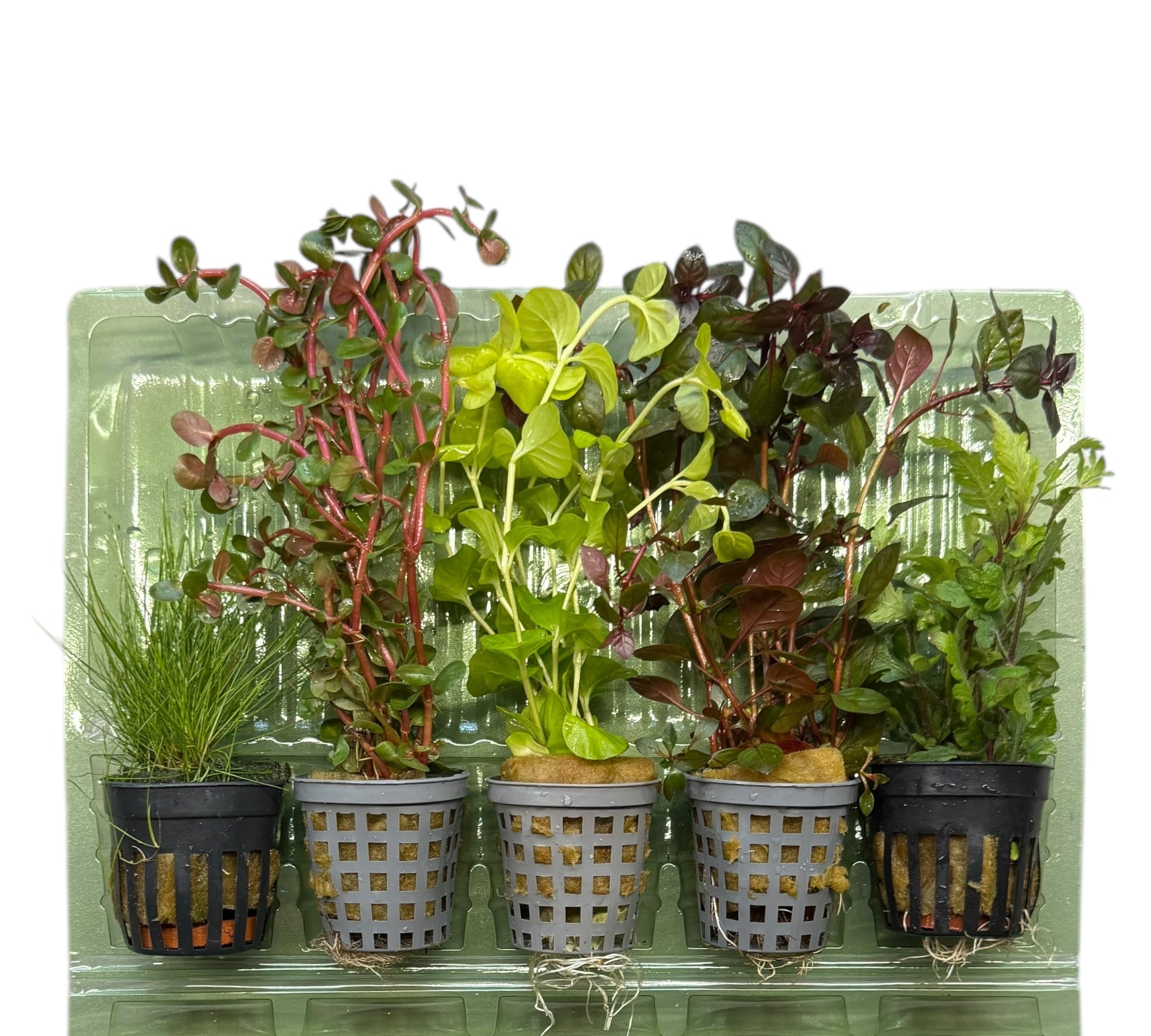 5er Topf Wasserpflanzen , Aquarium Pflanzen Set - Water - Plants